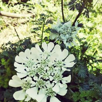 オルレアの花の投稿画像一覧 Greensnap グリーンスナップ