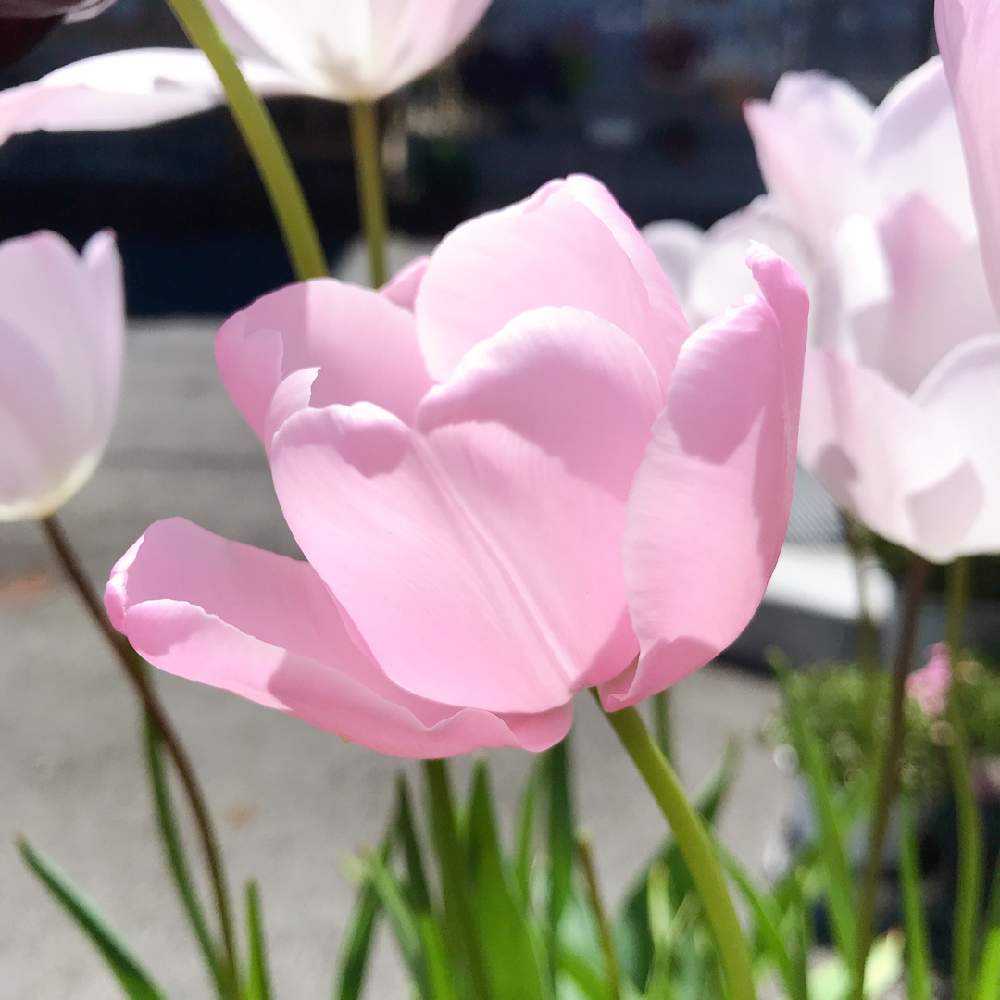 チューリップの投稿画像 By Ninaさん 今日のチューリップと千葉県とマイガーデンと今日のお花と花のある暮らしと咲いた 月4月19日 Greensnap グリーンスナップ