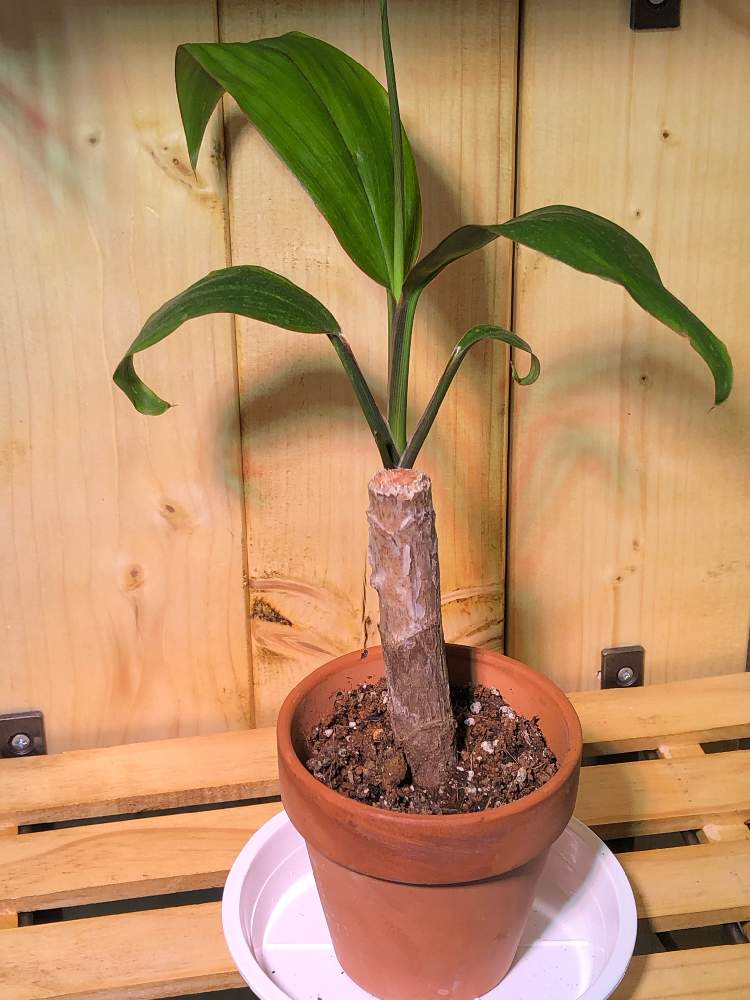 コルジリネの成長記録 Greensnap グリーンスナップ