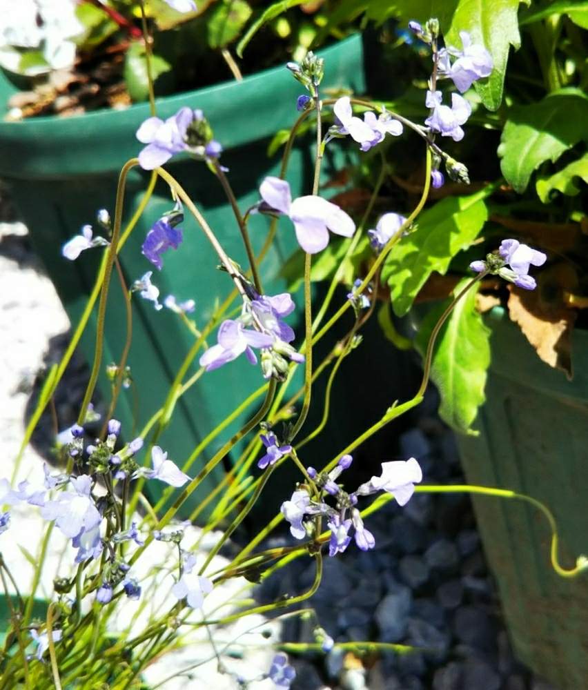 可愛いの投稿画像 By Chieko さん 綺麗な色 と綺麗な色とばーちゃん復活してねとマツバウンラン 月4月19日 Greensnap グリーンスナップ