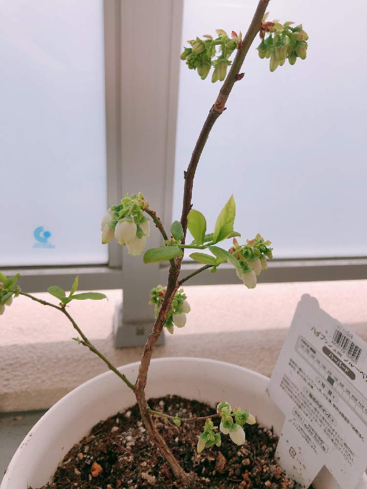 ブルーベリーの投稿画像 By ジョージーさん 初心者と花のある暮らしとベランダ菜園とおうち園芸 月4月19日 Greensnap グリーンスナップ