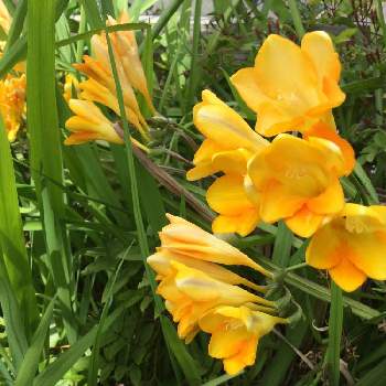 フリージャーの投稿画像一覧 Greensnap グリーンスナップ