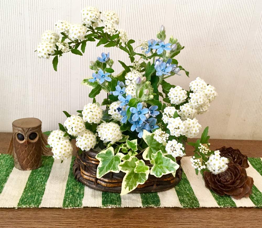 ブルースターの投稿画像 By みゃんさん アイビーとヒマラヤ杉 シダーローズと小手鞠と青い花とおうち園芸と花のある暮らしと白い花とわが家の花 月4月19日 Greensnap グリーンスナップ