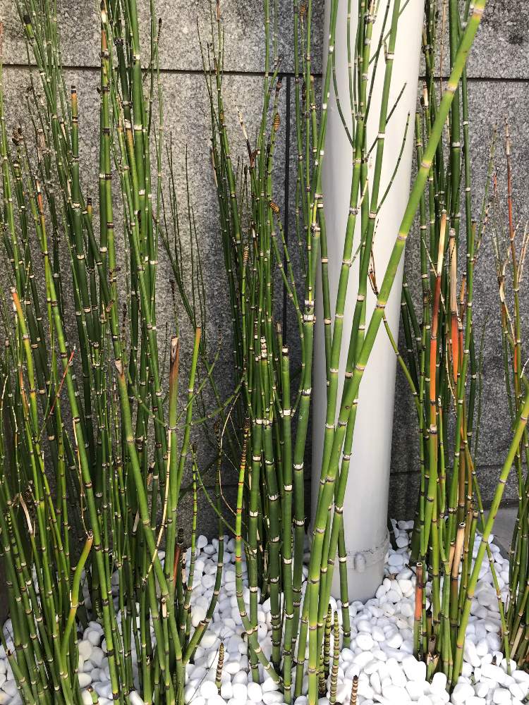 トクサの投稿画像 By Naoさん 月4月19日 Greensnap グリーンスナップ