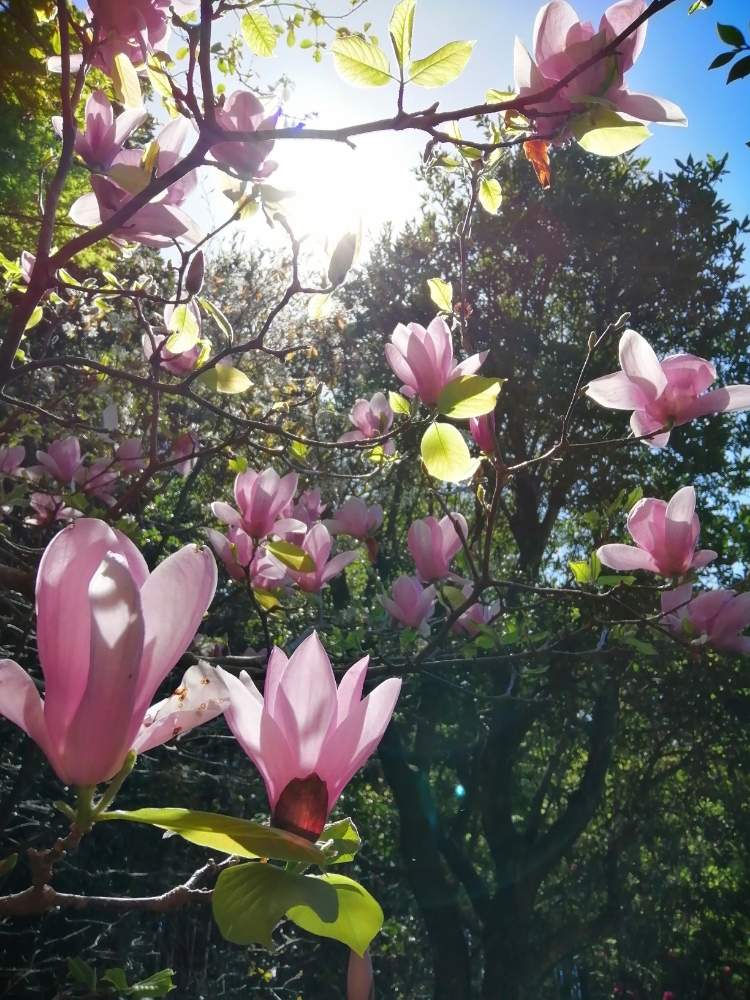 ピンクの花の投稿画像 By Yoshikonohanaさん 良い天気 とおうち園芸と生花と木蓮 と花のある暮らしともくれん属 月4月19日 Greensnap グリーンスナップ