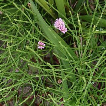 スギナのあいだにの投稿画像一覧 Greensnap グリーンスナップ