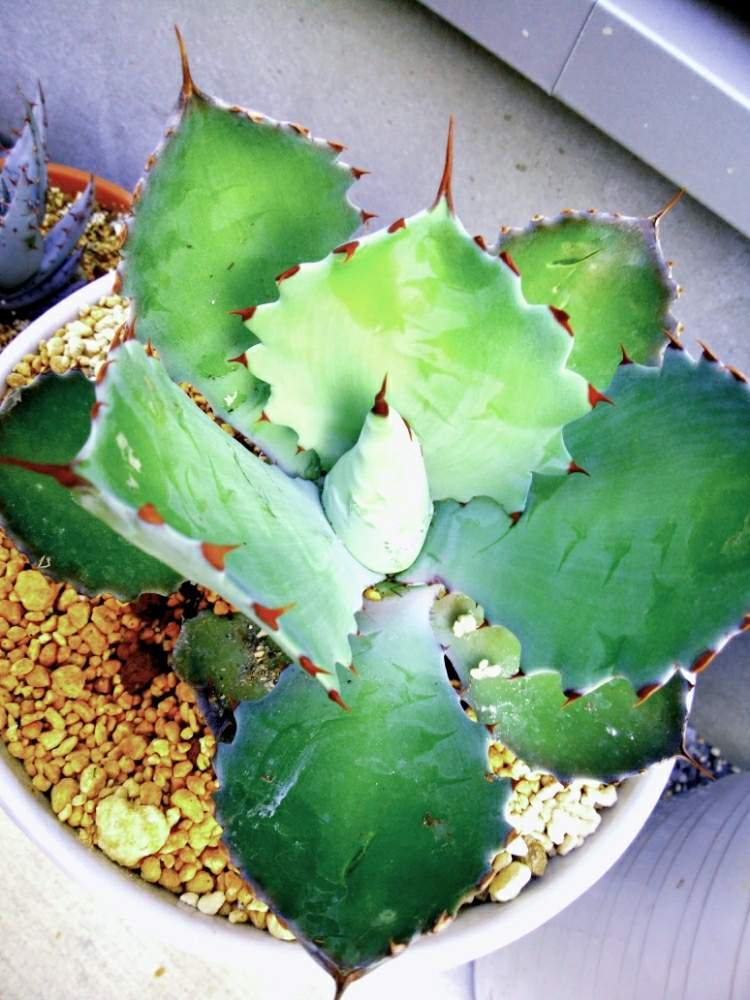 Agave Seemanniana Isthmensisの投稿画像 By 砂糖シロップさん アガベとアガベ イシスメンシスとアガベ シーマニアナと多肉中毒と多肉植物とサボテン科と観葉植物とサボテン と千葉県と多肉大好きとブロメリアとアガベ地植えと多肉親父とタンク系と サボテンと多肉女子
