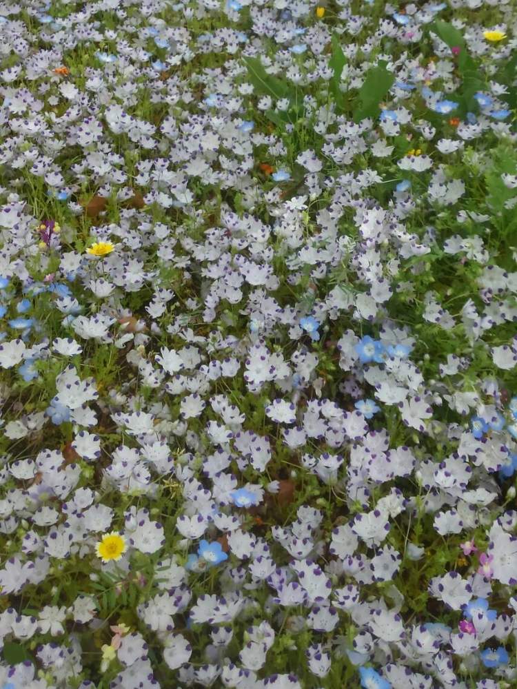 地植えの投稿画像 By Mako さん 白い花と小花好きとしろいはなとお出かけ先と地植えと白い花と小花好きとしろいはな 月4月19日 Greensnap グリーンスナップ Greensnap グリーンスナップ