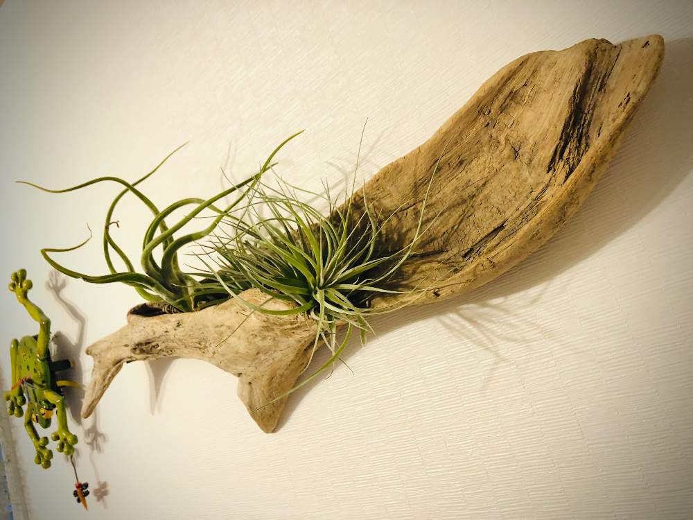 多肉植物の投稿画像 By アガベさん 流木とエアープランツとエアープランツ と流木と活着とかわいいとおしゃれ とエアープランツ チランジア 月4月19日 Greensnap グリーンスナップ