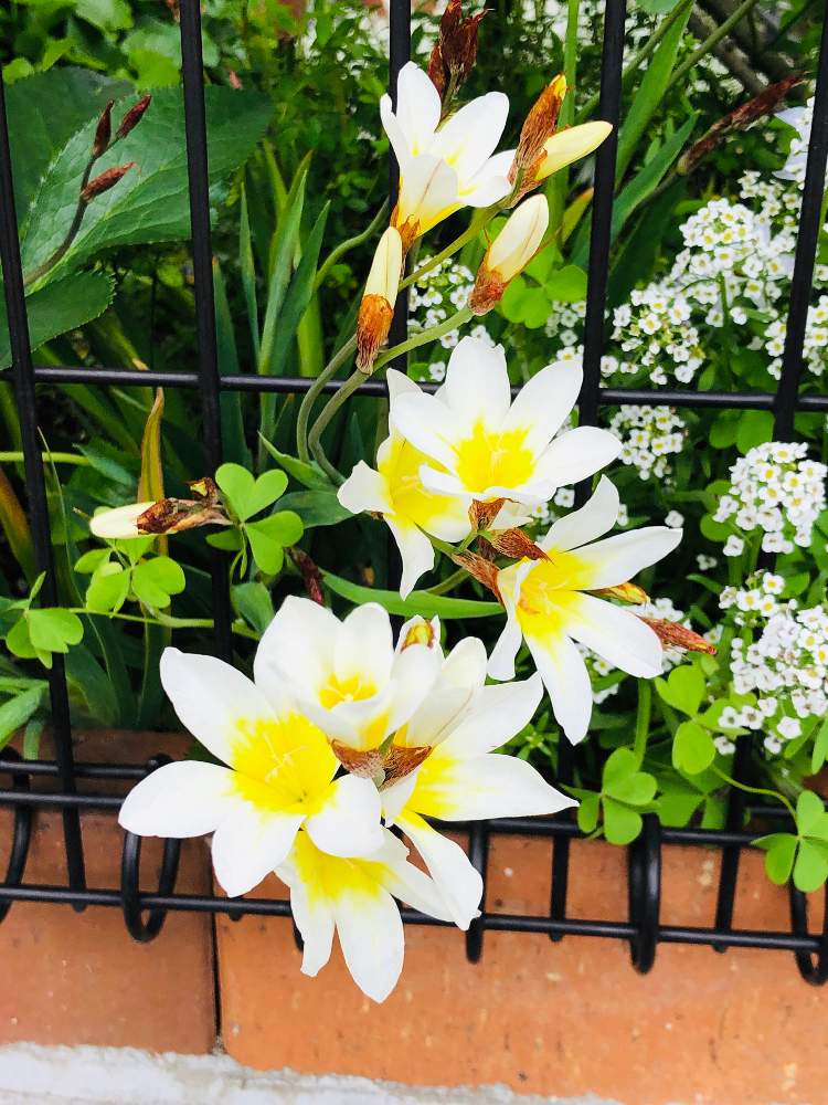 Doraさんの投稿画像 月4月19日 Greensnap グリーンスナップ