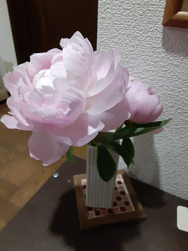 しゃくやくの投稿画像 By 39manさん 一輪の魅力と生命力と和花 とピンク ピンクと花屋新米とお花の力と成長記録ともりもりと癒し とお花のある生活と花瓶の花と観察の宿題 月4月19日 Greensnap グリーンスナップ