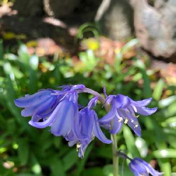 イングリッシュ ブルーベルの投稿画像一覧 Greensnap グリーンスナップ