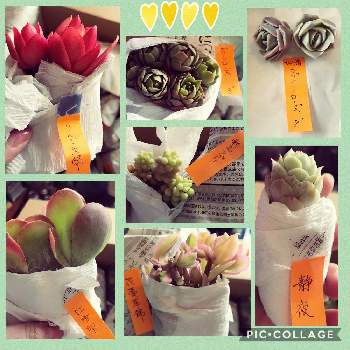 花蔓草錦の投稿画像一覧 Greensnap グリーンスナップ