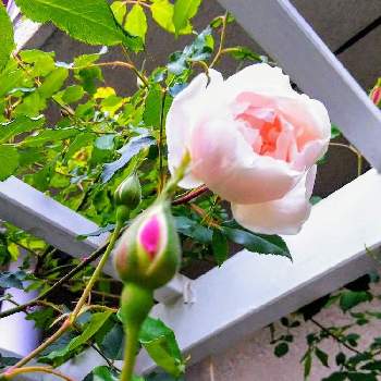 バラ マダムアルフレッドキャリエールの画像 by m_m77さん | 小さな庭とマダムアルフレッドキャリエールとつ・ぼ・みと薔薇♡とばら バラ 薔薇とバラ マダムアルフレッドキャリエールと2020春のガーデニングとつるバラと薔薇のある暮らし♡とおうち園芸と小庭❤️と小さな幸せ♡と小さな小さな庭と薔薇♪とばらのつぼみとばらの香り