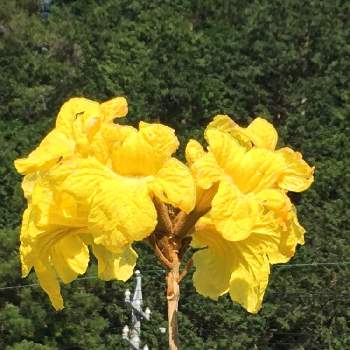 イペの投稿画像一覧 Greensnap グリーンスナップ