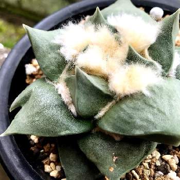 アリオカルプス 玉牡丹の投稿画像一覧 Greensnap グリーンスナップ