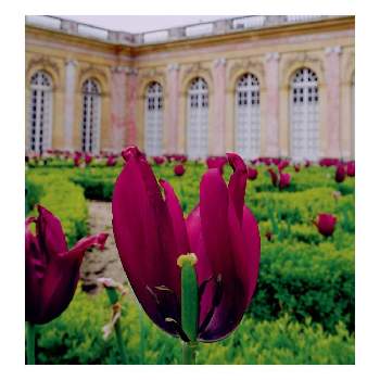 ベルサイユ宮殿の投稿画像一覧 Greensnap グリーンスナップ