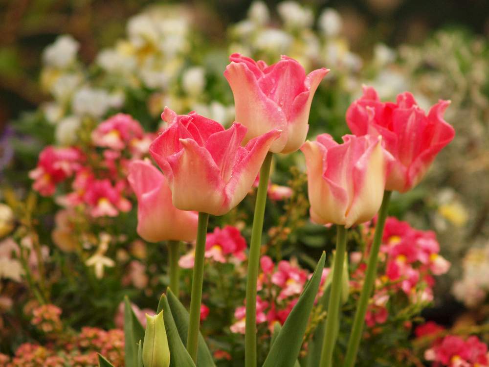 チューリップの投稿画像 By たまちゃんさん チューリップ クラウンオブダイナスティーとピンクの花と花の15年組とクラウン咲きとガーデニングと花のある暮らしと球根植物 月4月19日 Greensnap グリーンスナップ