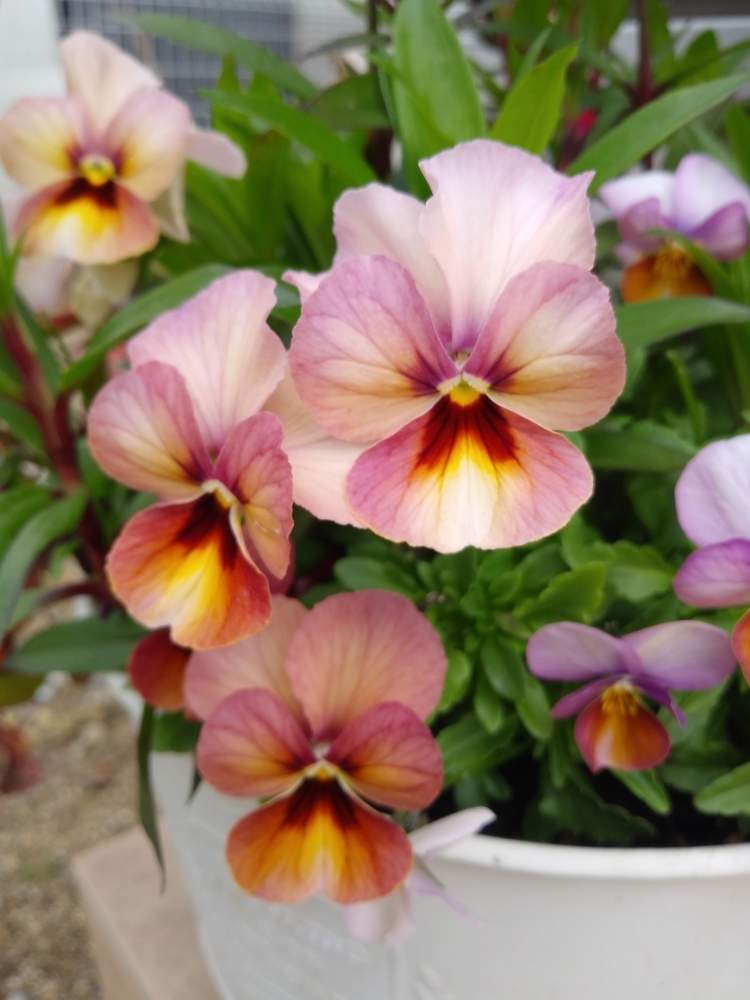 ビオラ パンジーの投稿画像 By Aoiさん ビオラももかと春の庭とアンティークカラーと種から育てたと可愛いとニュアンスカラー 月4月19日 Greensnap グリーンスナップ