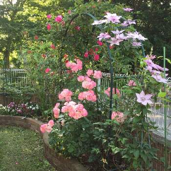 薔薇ニコルの画像 by chacha♡さん | 小さな庭とばら バラ 薔薇とうちの庭と手作りの庭とピンクのバラ♡とつるバラとおうち園芸とクレマチス 地植えとバラ・ミニバラとバラを楽しむと赤いバラと庭の宿根草とアンクルウォルターバラとバラ パレードと薔薇ニコルと『バラとクレマチス』フォトコン