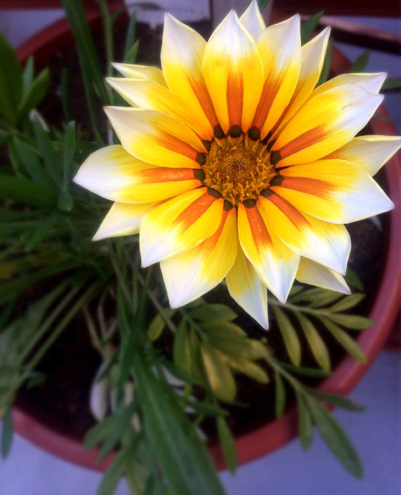 ガザニアの投稿画像 By みいさん おうち園芸と おうち園芸 フォトコンテストと北向きベランダと黄色が映えると花のある暮らしとお花好きとガザニア と 北向きガーデン 月4月19日 Greensnap グリーンスナップ