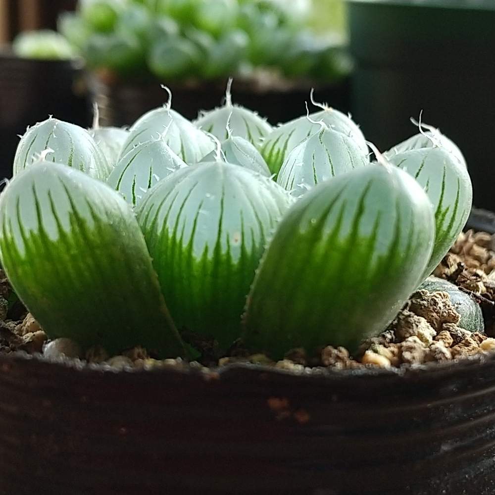 ハオルチア オブツーサの投稿画像 By Akkoさん 多肉植物と多肉大好きとおうち園芸と おうち園芸 フォトコンテストとはるが来た と花のある暮らしとチーム福岡とstay Home 月4月19日 Greensnap グリーンスナップ