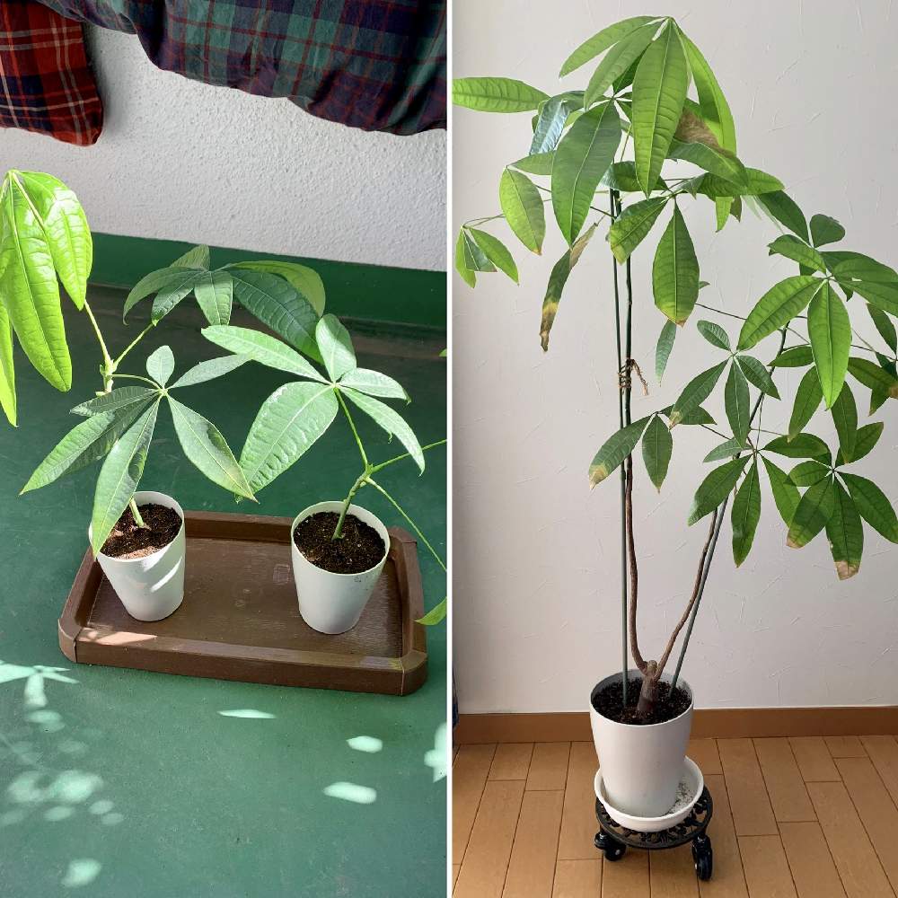 パキラの投稿画像 By Minaさん 寝室と相談とおうち園芸と相談とおうち園芸 月4月19日 Greensnap グリーンスナップ Greensnap グリーンスナップ