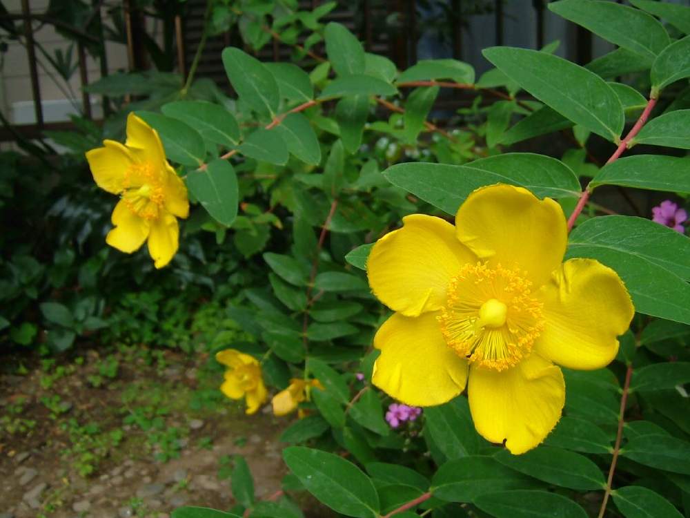 おうち園芸 フォトコンテストの投稿画像 By プーななさん キンシバイ 金糸梅 と小さな庭と おうち園芸 フォトコンテスト 月4月日 Greensnap グリーンスナップ Greensnap グリーンスナップ