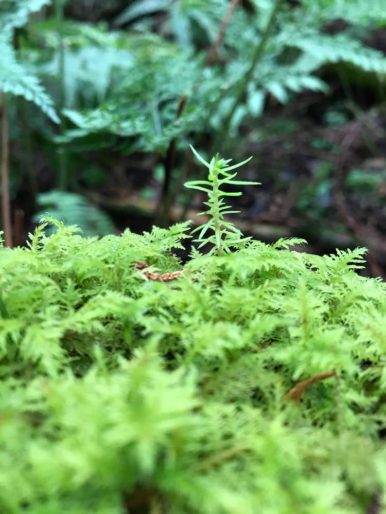 山歩きの投稿画像 By ナチュライフさん ほっこりと 苔石と 山苔と アクアリウムと ビオトープと 渓流の山野草と 苔 玉と 盆栽と コケリウムと シノブゴケと 苔図鑑と コケと 苔と 苔庭と 癒しと 苔盆栽 月4月日 Greensnap グリーンスナップ