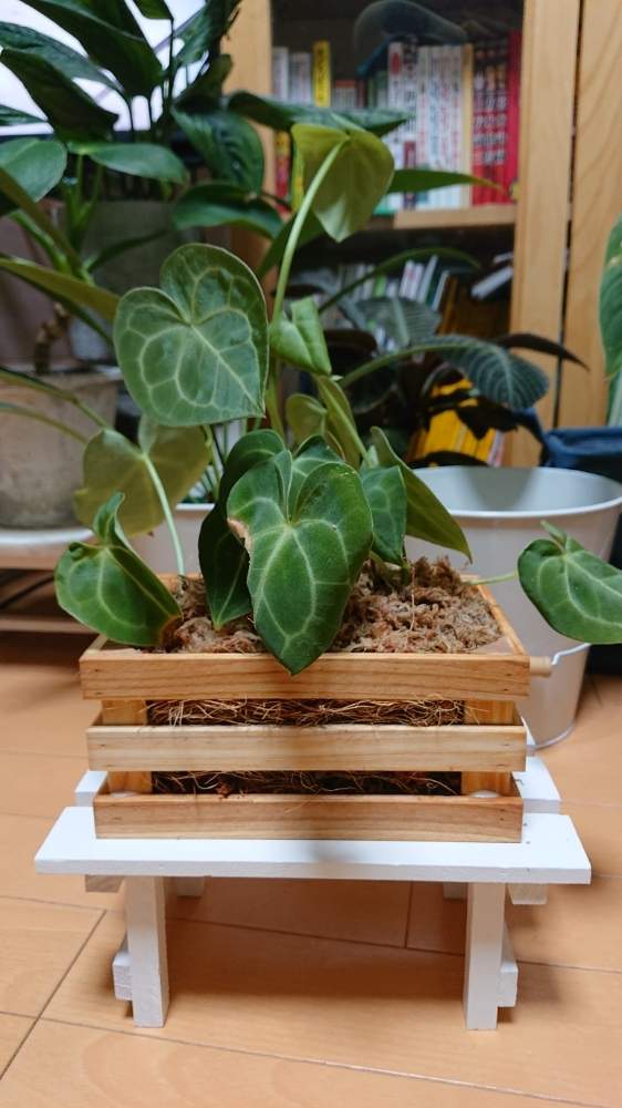 アンスリウム クラリネルビウム ベラボン植え Greensnap グリーンスナップ