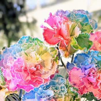 レインボーカーネーションの投稿画像一覧 Greensnap グリーンスナップ