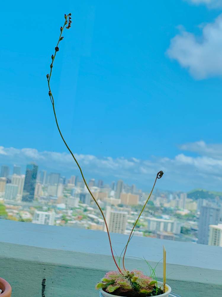 ドロセラ スパツラタの投稿画像 By Hiroさん ベランダとコバエ対策と食虫植物 モウセンゴケと多肉女子とハワイと多肉初心者とドロセラ スパチュラータ 月4月日 Greensnap グリーンスナップ