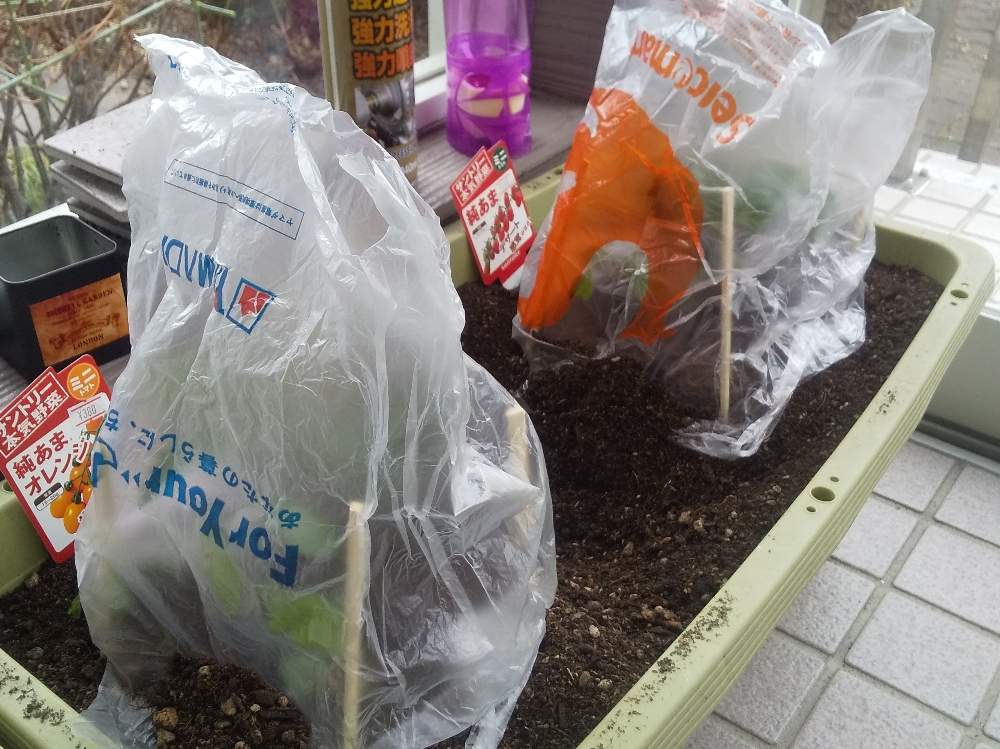 ミニトマト 純あまの投稿画像 By はつか明日香さん ミニトマト 純あま オレンジと玄関とプランター野菜とトマト栽培とおうち園芸とプランター野菜とトマト栽培とおうち園芸 月4月日 Greensnap グリーンスナップ Greensnap グリーンスナップ