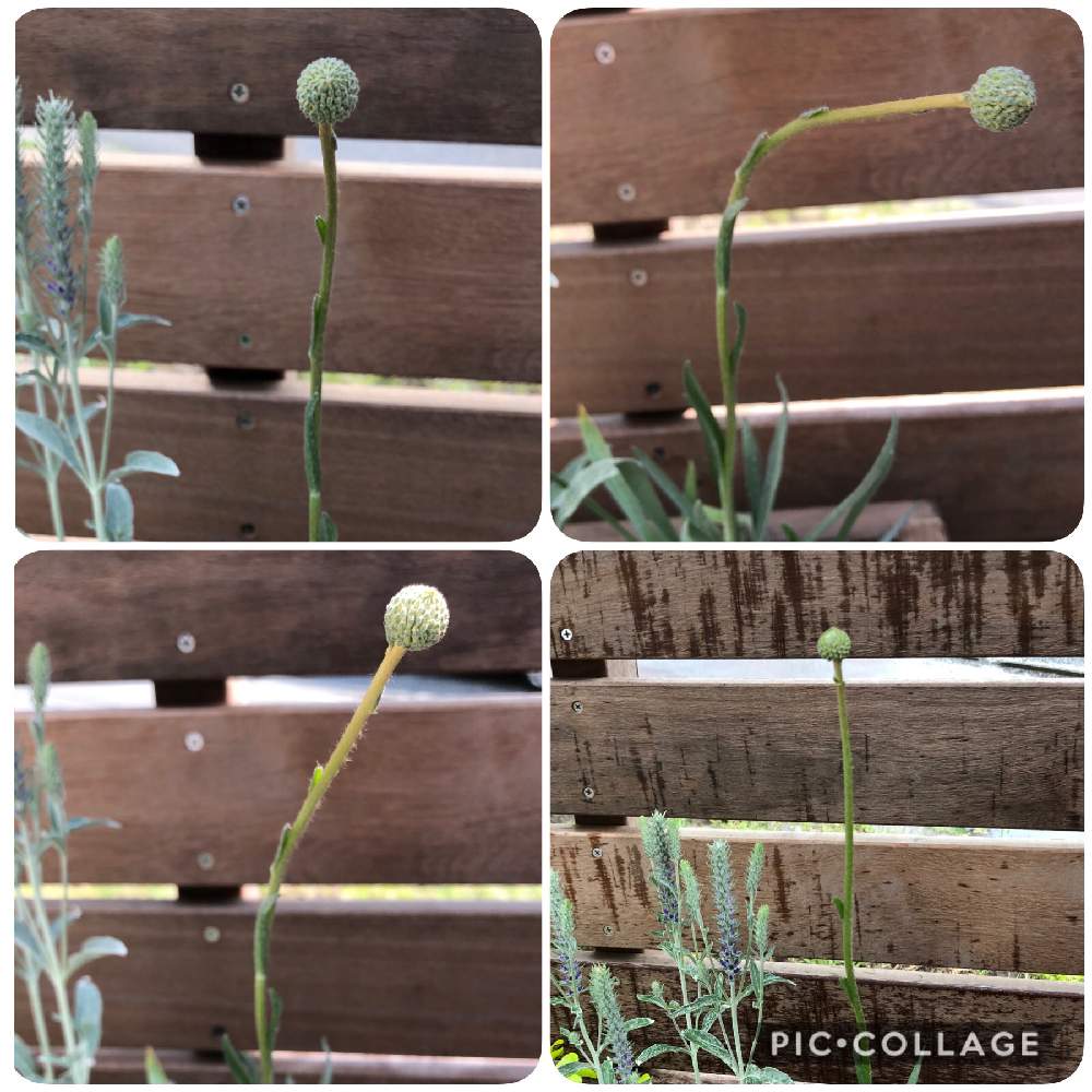 クラスペディア グロボーサの投稿画像 By Sakuさん おうち園芸と おうち園芸 フォトコンテストと小さな庭とおうち園芸と おうち園芸 フォトコンテスト 月4月日 Greensnap グリーンスナップ Greensnap グリーンスナップ