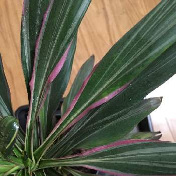 ピンクの斑入りの投稿画像一覧 Greensnap グリーンスナップ