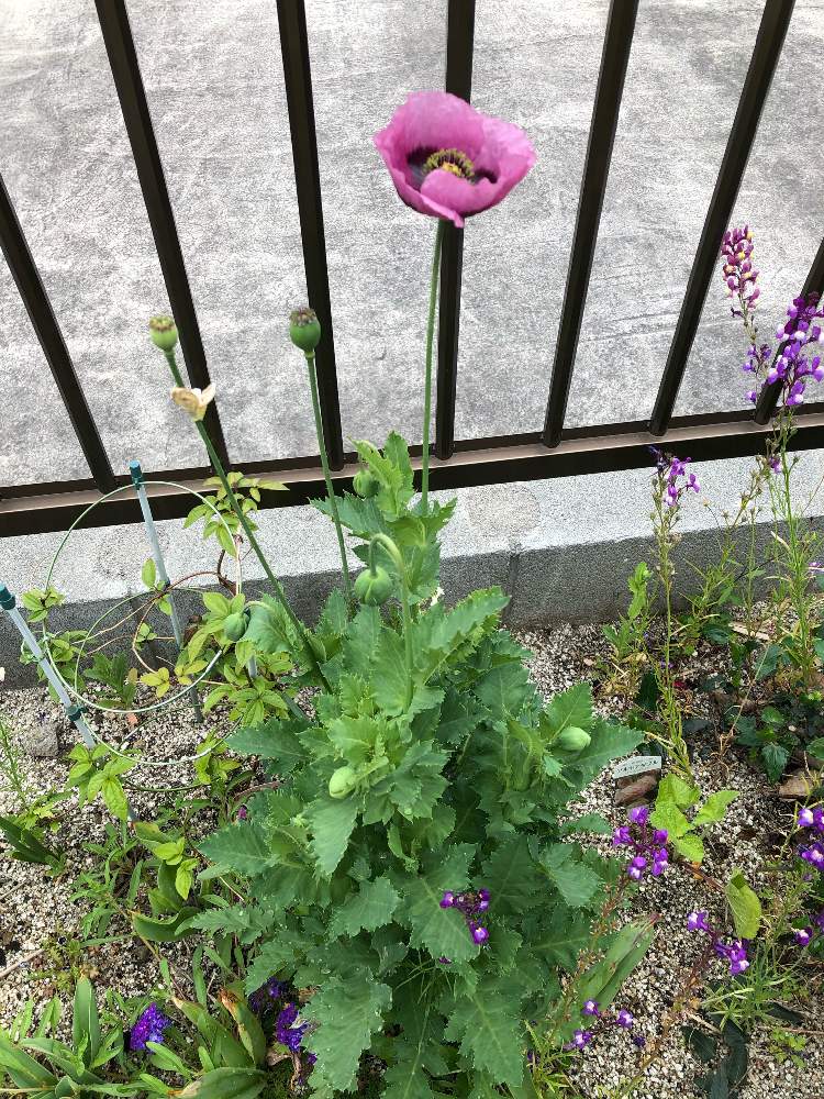 ポピーの投稿画像 By ふーちゃんママさん 春のガーデニングと不正なケシの花 月4月日 Greensnap グリーンスナップ