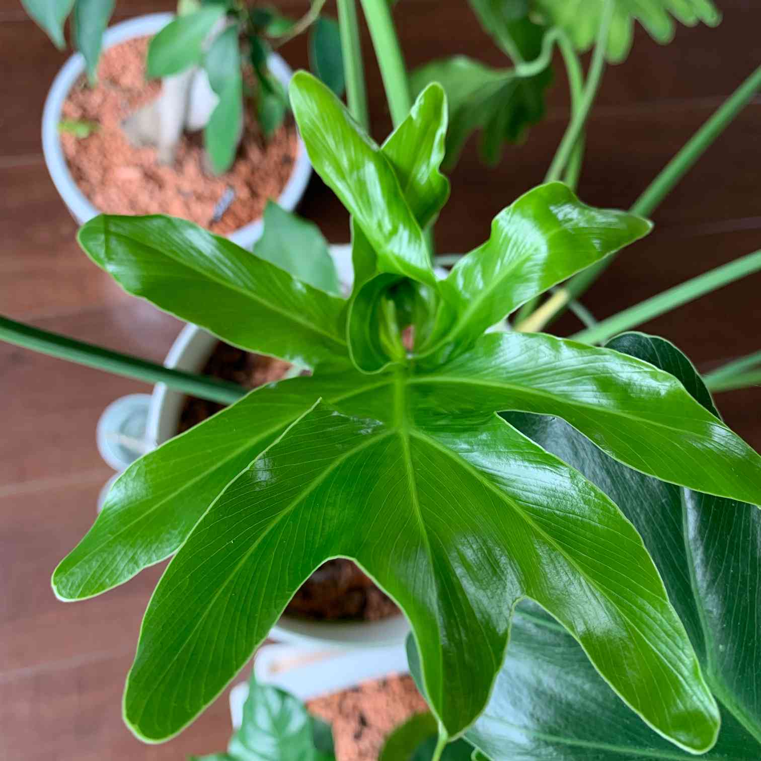 セローム 植え替え ｜🍀GreenSnap（グリーンスナップ）