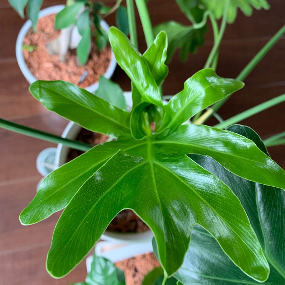 セローム 植え替え Greensnap グリーンスナップ