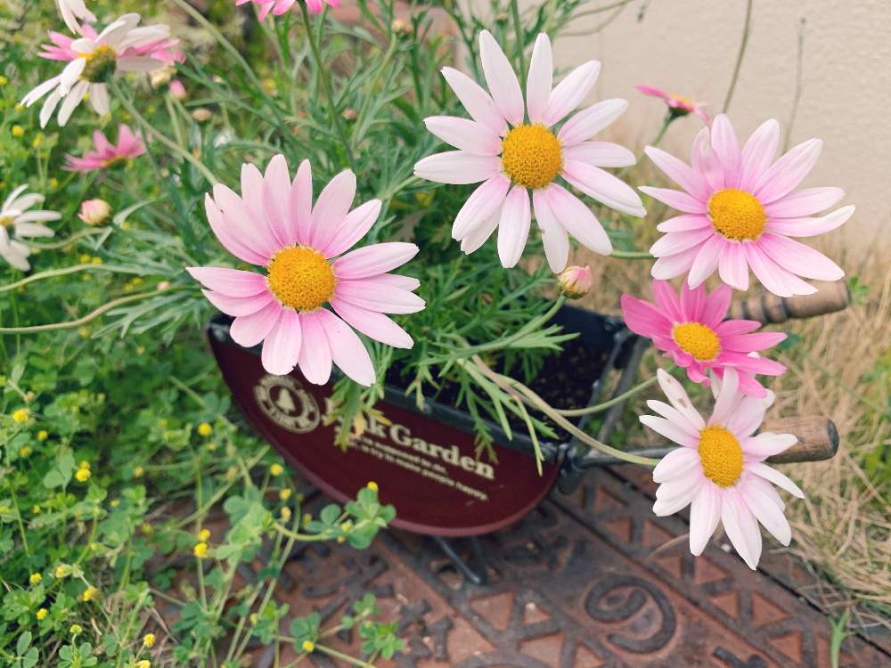 マーガレットの投稿画像 By こはるさん エントランスとピンクの花と庭づくりとガーデニング初心者とガーデニングと花 のある暮らしとかわいいな とiphone撮影とピンクの花と庭づくりとガーデニング初心者とガーデニングと花のある暮らしとかわいいな とiphone撮影