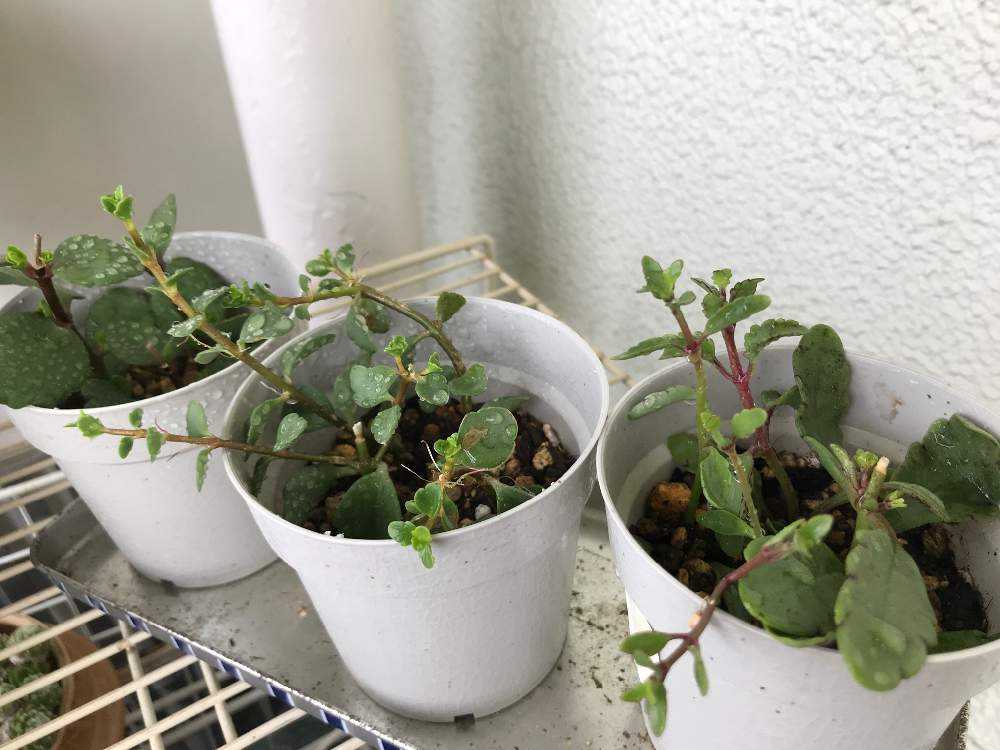カランコエ挿し芽の成長記録🌱🌈｜🍀GreenSnap（グリーンスナップ）