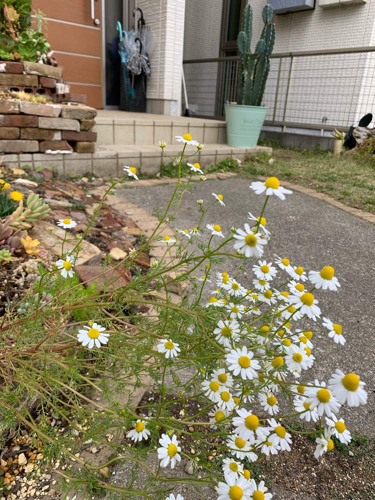カモミールの投稿画像 By Setstkoさん 寄せ植えと地植えと我が家の庭と勝手に生えた 月4月日 Greensnap グリーンスナップ