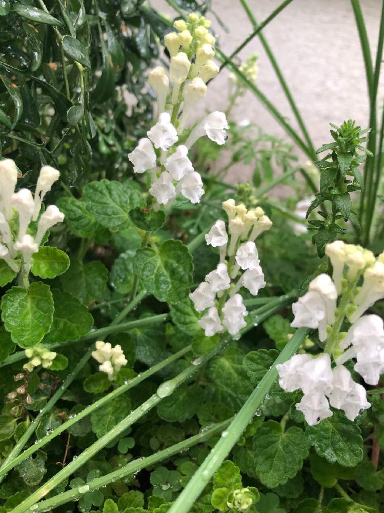 シロバナタツナミソウの投稿画像 By ピノコさん 野草と白い花とシソ科 月4月日 Greensnap グリーンスナップ