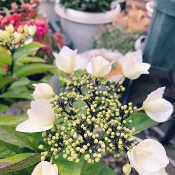 冬の紫陽花の投稿画像一覧 Greensnap グリーンスナップ