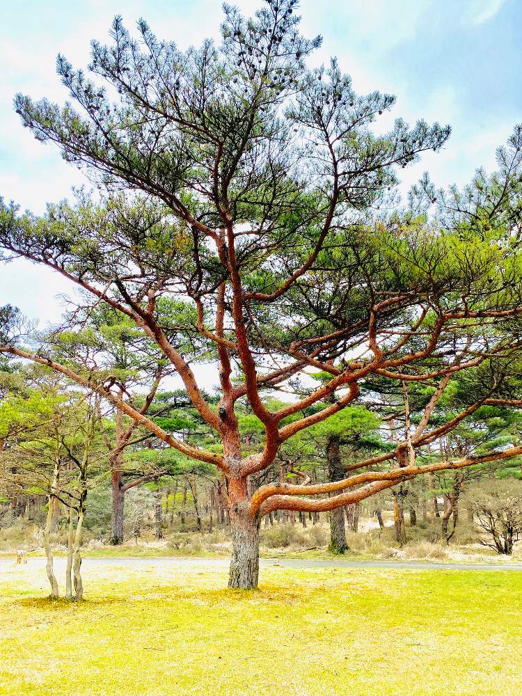 アカマツの投稿画像 By みどり さん 花のある暮らしとマツ科マツ属とスマホ撮影と花のある暮らしとマツ科マツ属とスマホ撮影 月4月日 Greensnap グリーンスナップ Greensnap グリーンスナップ