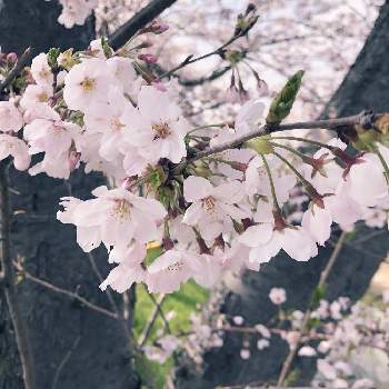 散歩で出会った花たちの画像 by みゃみーさん | お出かけ先と散歩で出会った花たちと2020桜フォトコンと楽しく自粛と色合いがキレイとやっぱり花が好き♡