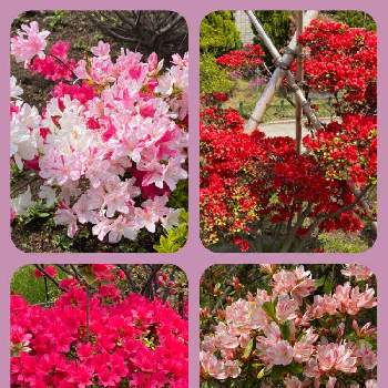 今が見頃の花の投稿画像一覧 Greensnap グリーンスナップ