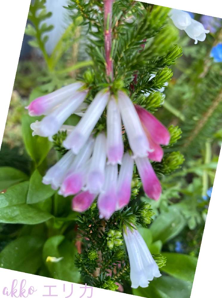 エリカ ホワイトデライトの投稿画像 By ひみつのアッコちゃんさん 花のある暮らしと寄せ植えの花と鉢植えの花とおうち園芸 月4月日 Greensnap グリーンスナップ