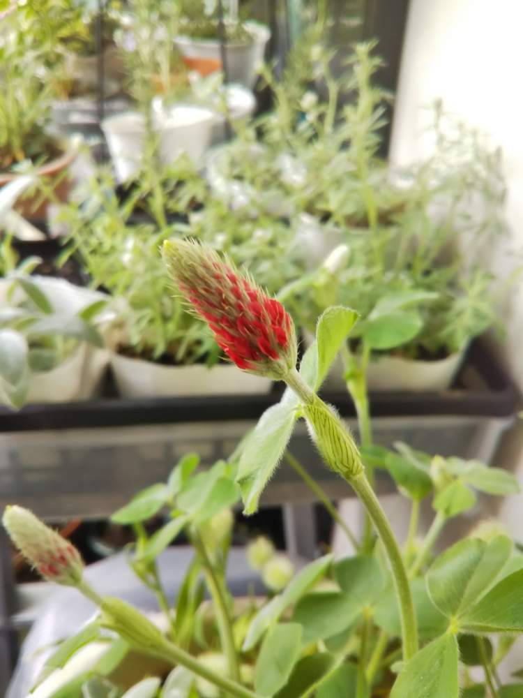 ストロベリーキャンドルの投稿画像 By Hiro さん 種まきと種から育てるとおうち園芸と種を採取したいと大好きなお花と花のある暮らしとクローバー大好き 月4月日 Greensnap グリーンスナップ