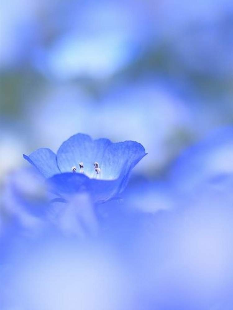 ネモフィラの投稿画像 By ふらわぁ さん 青い花と花のある暮らしと可愛い花と綺麗な花 月4月日 Greensnap グリーンスナップ