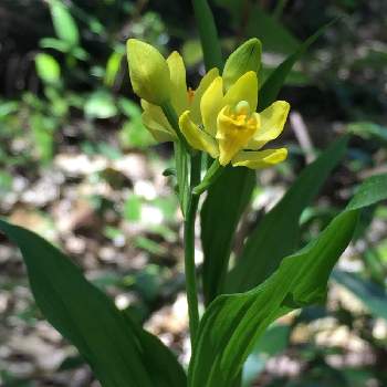 山野草図鑑の投稿画像一覧 Greensnap グリーンスナップ